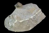 Gerastos Trilobite Fossil - Morocco #87563-1